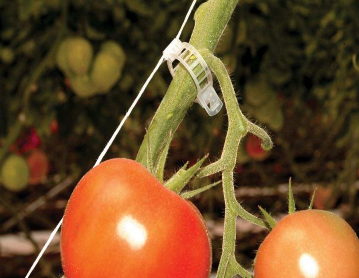 Canopia by Palram trellising sett pro